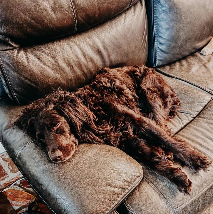 Un Boykin Spaniel allongé sur un canapé et semblant dormir 