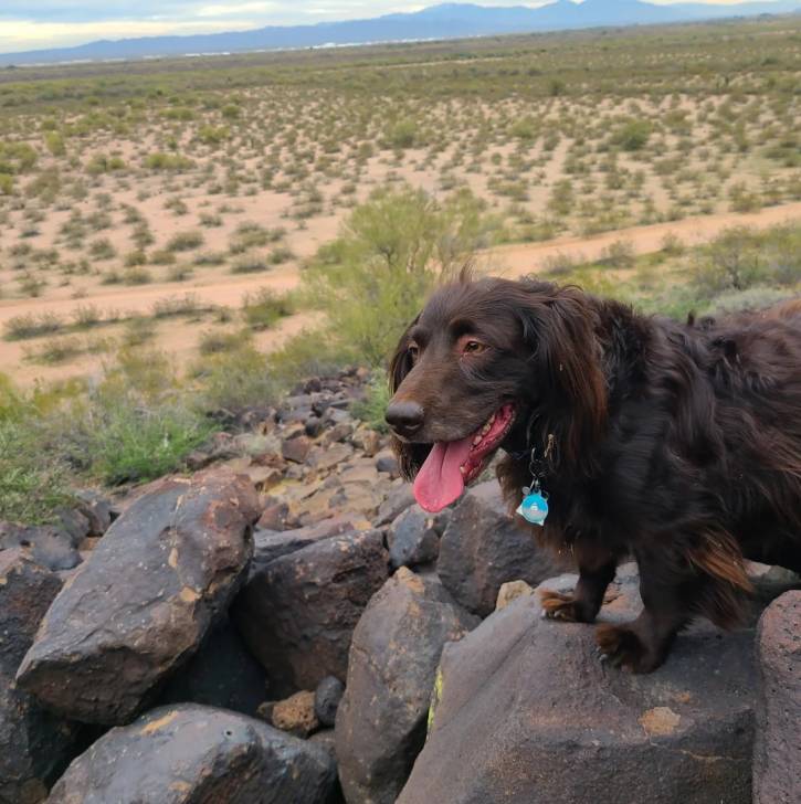 Un Boykin Spaniel ayant la langue pendante et portant un collier autour du cou