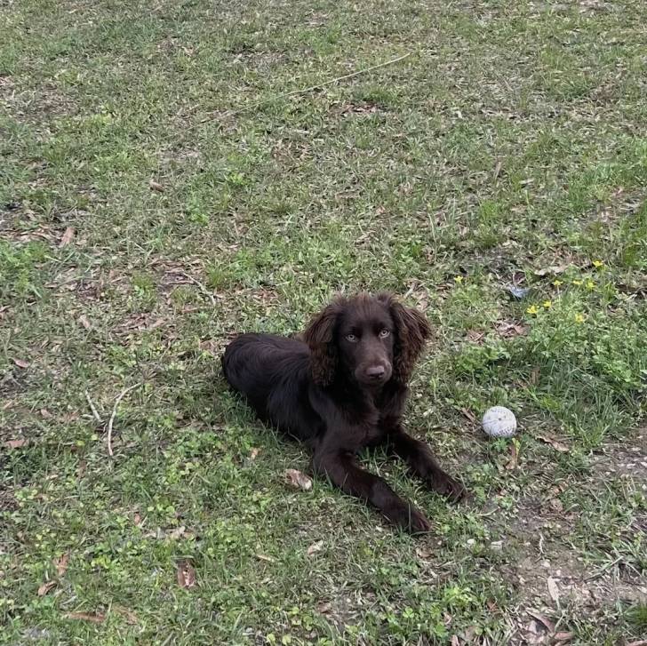 Un Boykin Spaniel allongé sur une surface herbacée et regardant vers la caméra 