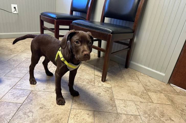 Un Boykin Spaniel sur un sol carrelé et portant un harnais 