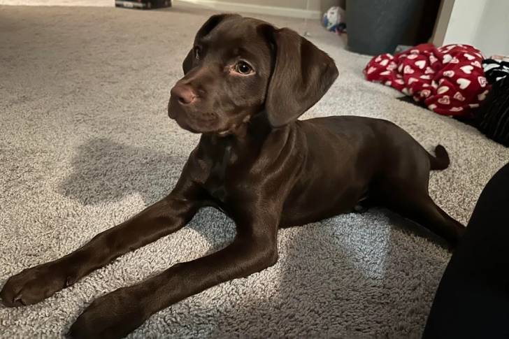 Un Boykin Spaniel allongé sur une moquette et semblant détendu 