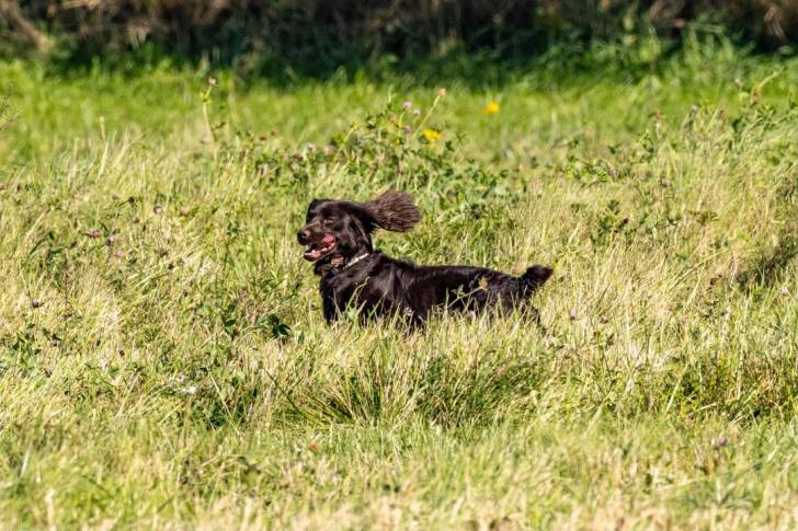 Un Boykin Spaniel sur un terrain herbeux et portant un collier autour du cou