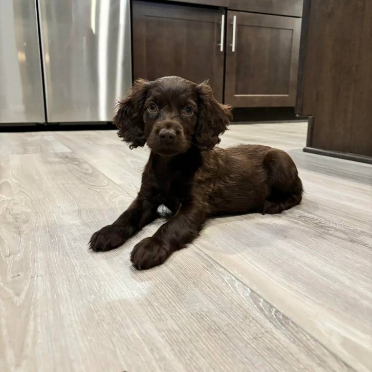 Un Boykin Spaniel allongé sur un plancher 