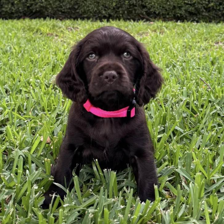 Un Boykin Spaniel assis sur une surface herbacée et portant un collier autour du cou