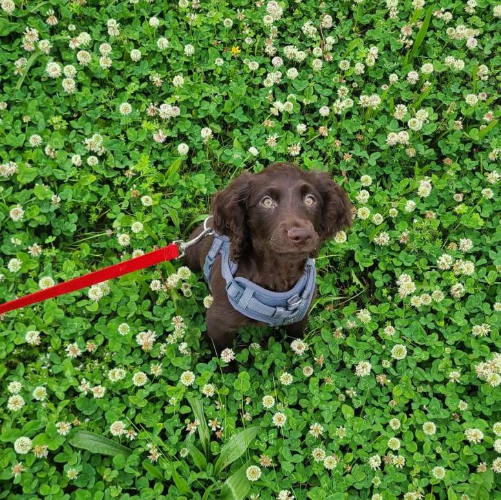 Un Boykin Spaniel assis sur une surface herbacée et qui est tenu en laisse 