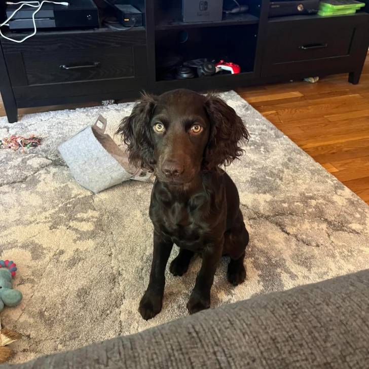 Un Boykin Spaniel assis sur un tapis 