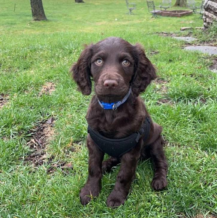 Un Boykin Spaniel assis sur une surface gazonnée et portant un collier autour du cou
