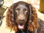 Photo Boykin Spaniel