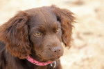 Photo Boykin Spaniel