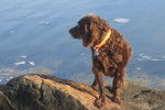 Photo Boykin Spaniel