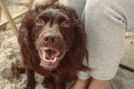 Photo Boykin Spaniel
