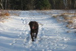 Photo Boykin Spaniel