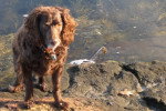 Photo Boykin Spaniel