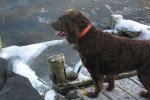 Photo Boykin Spaniel