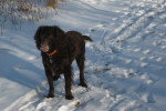 Photo Boykin Spaniel