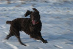 Photo Boykin Spaniel