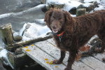 Photo Boykin Spaniel