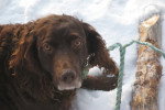 Photo Boykin Spaniel