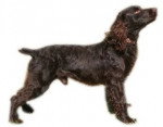 Photo Boykin Spaniel