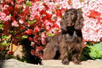 Photo Boykin Spaniel