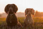 Photo Boykin Spaniel