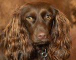 Photo Boykin Spaniel