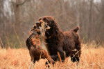 Photo Boykin Spaniel