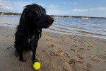 Un Boykin Spaniel assis sur une surface sableuse et portant un collier autour du cou