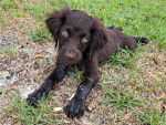Un Boykin Spaniel allongé sur une surface herbacée 