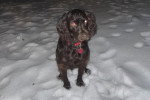 Un Boykin Spaniel assis sur une surface enneigée et portant un collier autour du cou