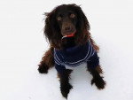 Un Boykin Spaniel assis sur une surface enneigée et portant un habit pour chien