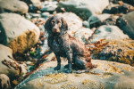 Un Boykin Spaniel assis sur un rocher et portant un collier autour du cou