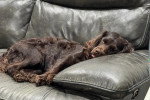 Un Boykin Spaniel allongé sur un canapé et semblant détendu