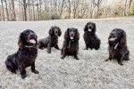 Cinq Boykin Spaniels assis sur l’herbe, la langue pendante.