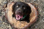Un Boykin Spaniel assis sur un tronc d'arbre et portant un collier autour du cou