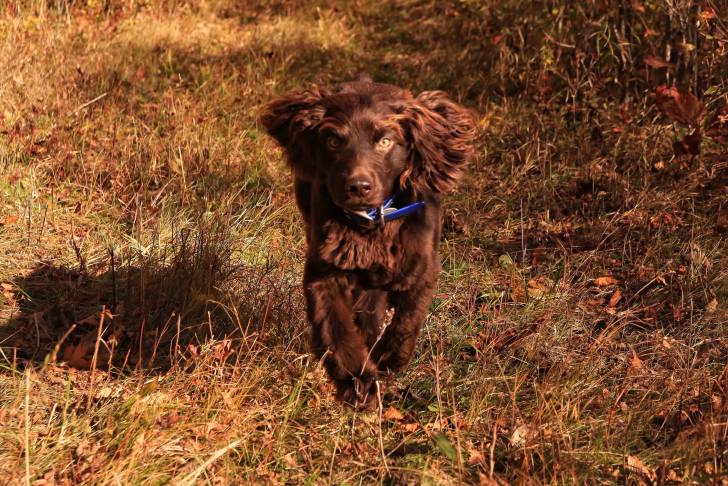 Photo Boykin Spaniel