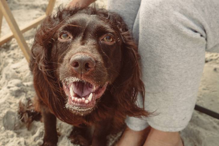 Photo Boykin Spaniel