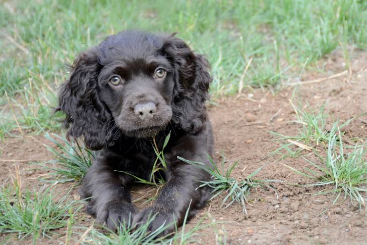Photo Boykin Spaniel