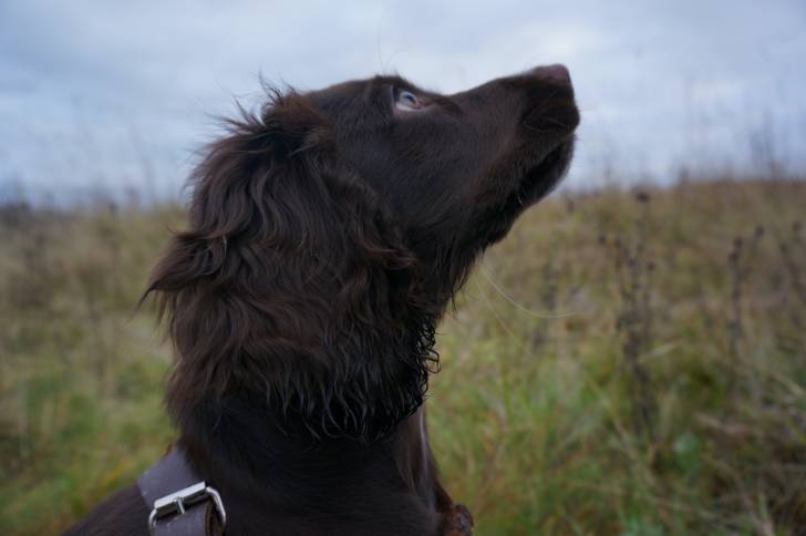 Photo Boykin Spaniel