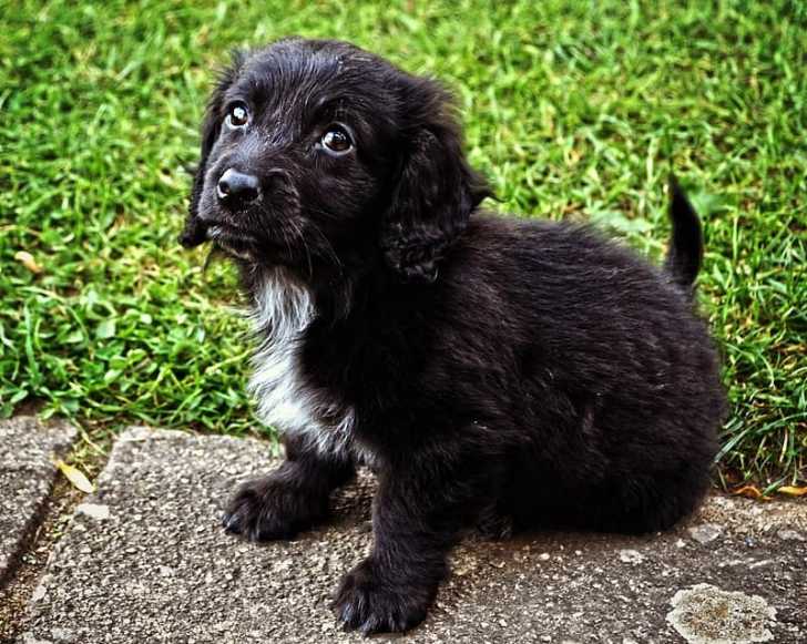 Photo Boykin Spaniel