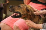 Yaya - Plott Hound