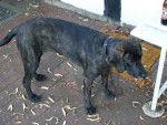 Photo Plott Hound