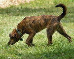 Brindle - Plott Hound Mâle