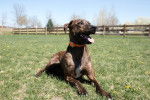 Photo Plott Hound