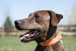 Photo Plott Hound