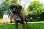 Photo Plott Hound