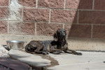 Photo Plott Hound