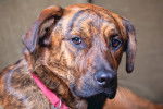 Photo Plott Hound