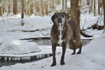 Photo Plott Hound