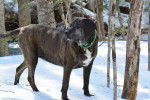 Photo Plott Hound